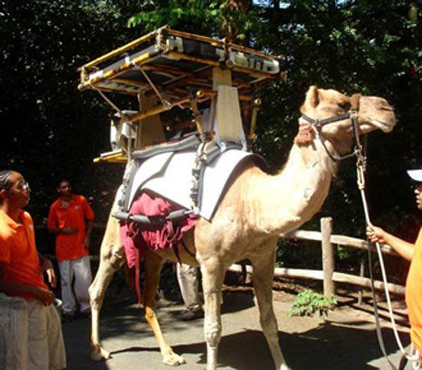 Solar-powered camels